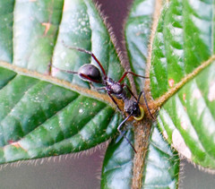 Dolichoderus attelaboides