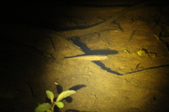 Galaxias occidentalis