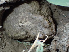 Bufotes viridis sitibundus