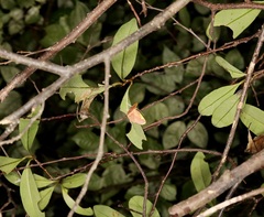 Nothomiza flavicosta