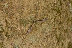 Tipula caloptera
