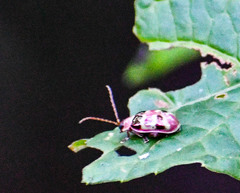 Asphaera quadrifasciata