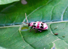 Asphaera quadrifasciata