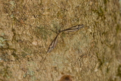 Tipula caloptera