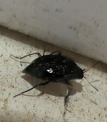 Scaphidium