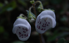 Jovellana repens