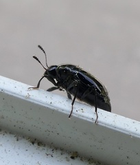 Scaphidium