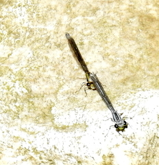 Pseudagrion furcigerum