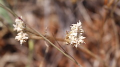 Valerianella echinata