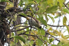 Pycnonotus aurigaster