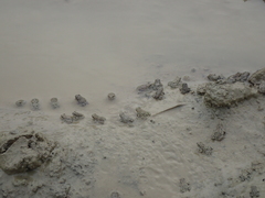 Bufotes viridis sitibundus