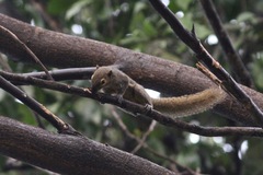 Callosciurus notatus