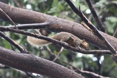 Callosciurus notatus