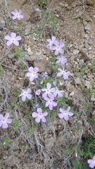 Phlox sibirica