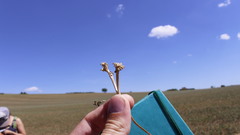 Valerianella echinata