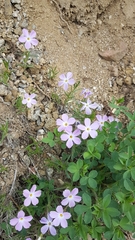 Phlox sibirica