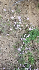 Phlox sibirica