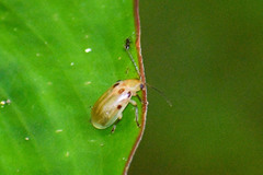Exora obsoleta