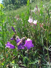 Campanula komarovii