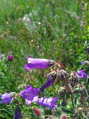 Campanula komarovii