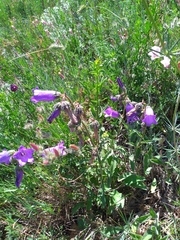 Campanula komarovii