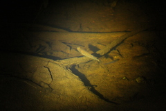 Galaxias occidentalis