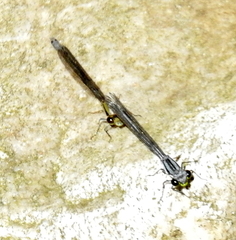 Pseudagrion furcigerum