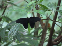 Papilio thaiwanus