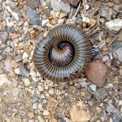 Spirobolinae