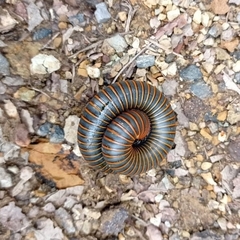 Spirobolinae