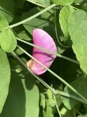 Lathyrus grandiflorus