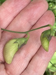 Lathyrus grandiflorus