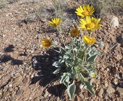 Enceliopsis nudicaulis