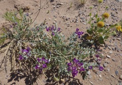 Astragalus amphioxys