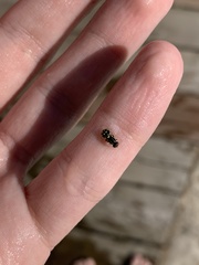 Caloparyphus tetraspilus