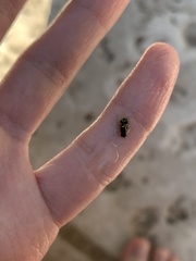 Caloparyphus tetraspilus