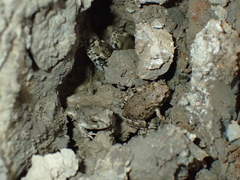 Bufotes viridis sitibundus