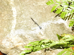 Pseudagrion furcigerum