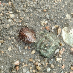 Neripteron violaceum