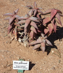 Aloe pearsonii