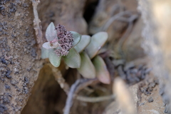 Crassula sladenii