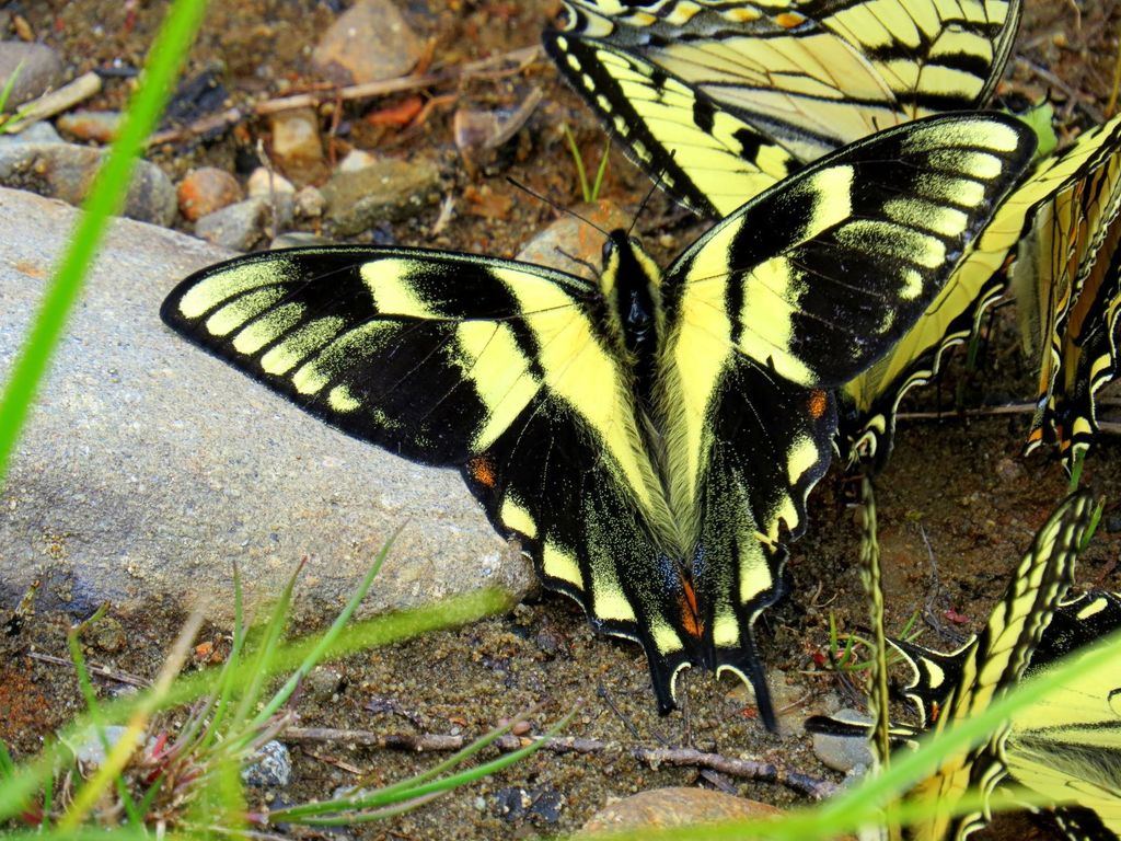 Eastern tiger swallowtail (Papilio glaucus)