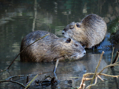 Myocastor coypus