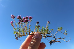 Thymus longicaulis