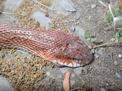 Dolichophis schmidti