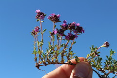 Thymus longicaulis