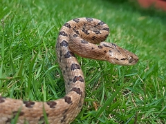 Boiga