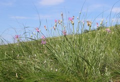 Psephellus trinervius