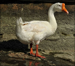 Anser cygnoides domesticus