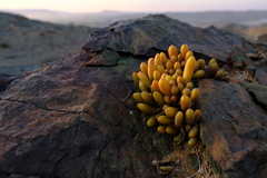Crassothonna clavifolia